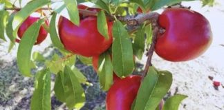 Pionero Inta Argentina tiene grandes esperanzas puestas en una nueva variedad de nectarina de larga duración