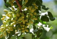 Impulsada por la fiebre del chocolate de Dubái, Argentina apuesta por los pistachos Impulsada por la fiebre del chocolate de Dubái, Argentina apuesta por los pistachos