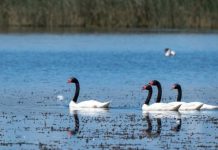 Plan de Prevención y Vigilancia adicional de Influenza Aviar en La Araucanía Plan de Prevención y Vigilancia adicional de Influenza Aviar en La Araucanía