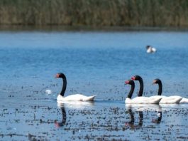 Plan de Prevención y Vigilancia adicional de Influenza Aviar en La Araucanía