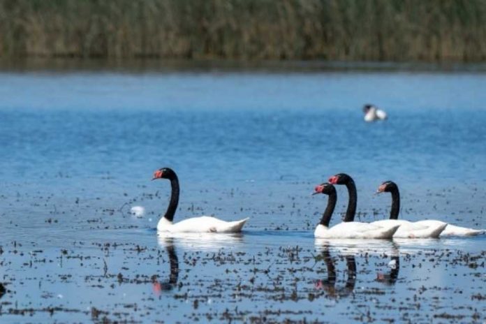 Plan de Prevención y Vigilancia adicional de Influenza Aviar en La Araucanía
