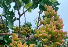 Tasa de Cuaja Sorprendente: Polinización Asistida de Zimex Smart Agro y Europollen Dispara el Rendimiento del Pistacho Chileno