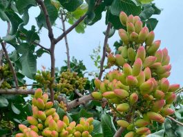 Tasa de Cuaja Sorprendente: Polinización Asistida de Zimex Smart Agro y Europollen Dispara el Rendimiento del Pistacho Chileno