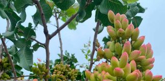 Tasa de Cuaja Sorprendente: Polinización Asistida de Zimex Smart Agro y Europollen Dispara el Rendimiento del Pistacho Chileno