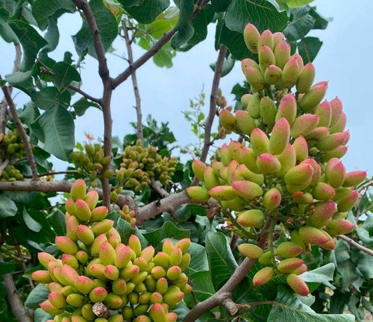 Tasa de Cuaja Sorprendente: Polinización Asistida de Zimex Smart Agro y Europollen Dispara el Rendimiento del Pistacho Chileno