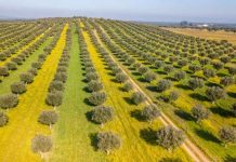 Portugal reduce un 20 % la producción de aceite de oliva en la nueva campaña