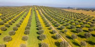 Portugal reduce un 20 % la producción de aceite de oliva en la nueva campaña