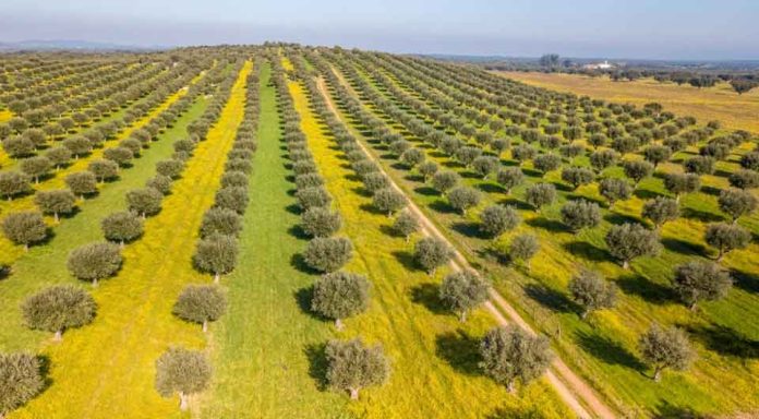 Portugal reduce un 20 % la producción de aceite de oliva en la nueva campaña