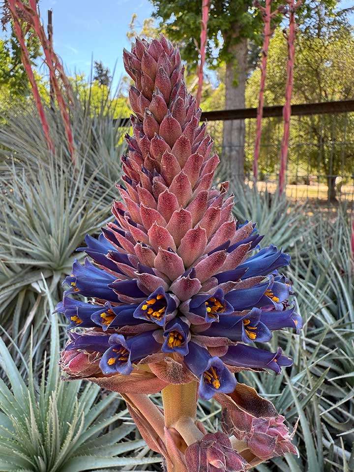 Viveros de Chile realizará su primer Encuentro Nacional de Plantas Nativas y Ornamentales en el Jardín Botánico de Viña del Mar