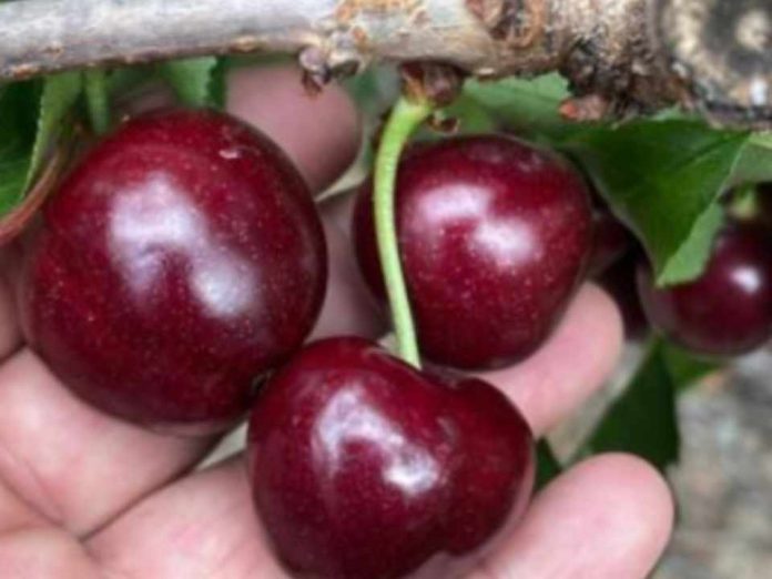 Primera cosecha de Sweet Aryana® PA1UNIBO confirma su potencial temprano y calidad de exportación