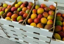 Proyecto Innova Mango busca elevar la competitividad de la fruta en Piura