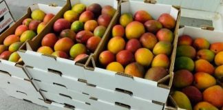 Proyecto Innova Mango busca elevar la competitividad de la fruta en Piura