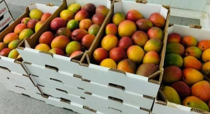 Proyecto Innova Mango busca elevar la competitividad de la fruta en Piura