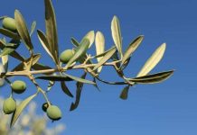 Revolución total en la agricultura española los huesos de aceituna permiten regenerar los olivos y eliminar fertilizantes