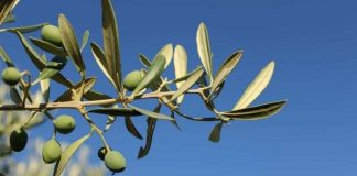 Revolución total en la agricultura española los huesos de aceituna permiten regenerar los olivos y eliminar fertilizantes