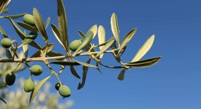 Revolución total en la agricultura española los huesos de aceituna permiten regenerar los olivos y eliminar fertilizantes