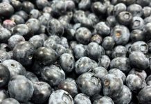 SAG Biobío supervisa Convenio de Inspección Fitosanitaria con empresas exportadoras de frutas