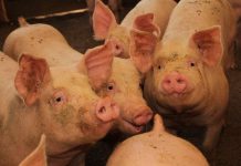 SAG suspende importaciones de productos porcinos desde España por brote de Peste Porcina Africana SAG suspende importaciones de productos porcinos desde España por brote de Peste Porcina Africana