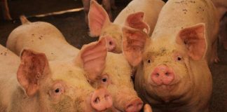 SAG suspende importaciones de productos porcinos desde España por brote de Peste Porcina Africana