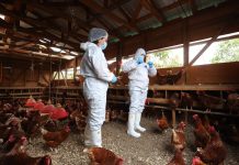 SAG refuerza vigilancia y prevención ante el escenario internacional de influenza aviar SAG refuerza vigilancia y prevención ante el escenario internacional de influenza aviar