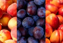 Segunda estimación Comité de Carozos de Frutas de Chile