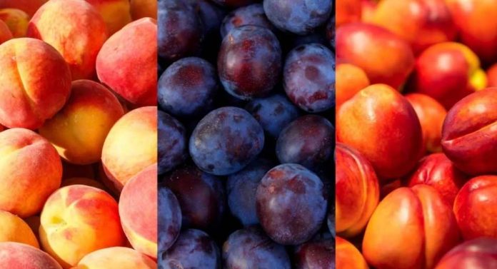 Segunda estimación Comité de Carozos de Frutas de Chile