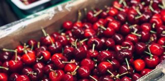 Texas A&M y PUCV iniciarán un estudio clínico para entender “cómo” y “por qué” la ingesta de cerezas impacta positivamente factores de riesgo asociados a la obesidad