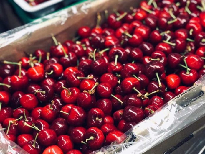 Texas A&M y PUCV iniciarán un estudio clínico para entender “cómo” y “por qué” la ingesta de cerezas impacta positivamente factores de riesgo asociados a la obesidad