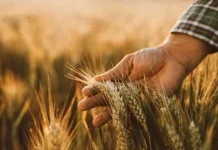 EEUU | Un trigo que se fertiliza solo: la apuesta biotecnológica que podría cambiar la agricultura Un trigo que se fertiliza solo: la apuesta biotecnológica que podría cambiar la agricultura