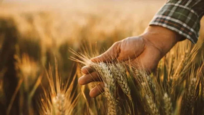 Un trigo que se fertiliza solo: la apuesta biotecnológica que podría cambiar la agricultura