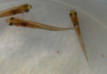 UCN desarrolló un prototipo de cultivo para la mantención de reproductores de pejerrey chileno y argentino