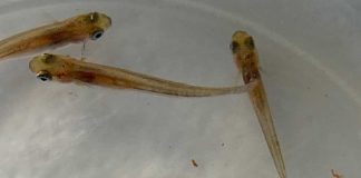 UCN desarrolló un prototipo de cultivo para la mantención de reproductores de pejerrey chileno y argentino