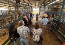 UdeC realiza taller práctico sobre potencialidades del orujo de uva en la alimentación de rumiantes