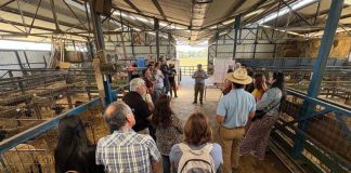 UdeC realiza taller práctico sobre potencialidades del orujo de uva en la alimentación de rumiantes