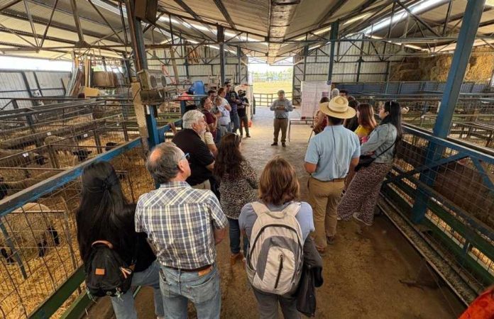 UdeC realiza taller práctico sobre potencialidades del orujo de uva en la alimentación de rumiantes UdeC realiza taller práctico sobre potencialidades del orujo de uva en la alimentación de rumiantes