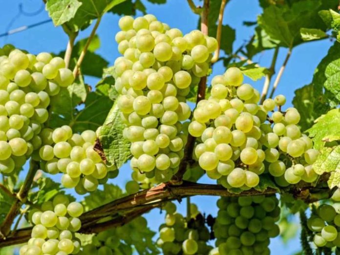 Unifrutti adquiere por US$ 150 millones frutícolas en Perú especializadas en uva de mesa