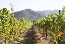 El futuro del vino está en la Tierra: La agricultura orgánica es una inversión y no un eslogan