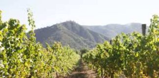 El futuro del vino está en la Tierra: La agricultura orgánica es una inversión y no un eslogan