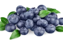 Avance de la Temporada Arándanos de Chile 2025-26: Se prevé un adelanto en los despachos para las próximas semanas