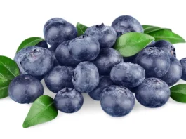 Avance de la Temporada Arándanos de Chile 2025-26: Se prevé un adelanto en los despachos para las próximas semanas