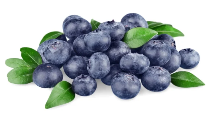 Avance de la Temporada Arándanos de Chile 2025-26: Se prevé un adelanto en los despachos para las próximas semanas