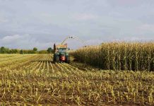 EEUU | El Consejo de Granos y Bioproductos de EE. UU. informa sobre una calidad récord de la cosecha de maíz de 2025