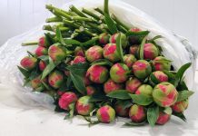 SAG Los Lagos certifica exportación de 23 mil varas de peonías a China SAG Los Lagos certifica exportación de 23 mil varas de peonías a China, exportación varas de peonías