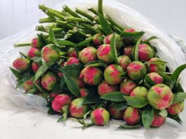 SAG Los Lagos certifica exportación de 23 mil varas de peonías a China SAG Los Lagos certifica exportación de 23 mil varas de peonías a China, exportación varas de peonías