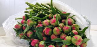 SAG Los Lagos certifica exportación de 23 mil varas de peonías a China SAG Los Lagos certifica exportación de 23 mil varas de peonías a China, exportación varas de peonías