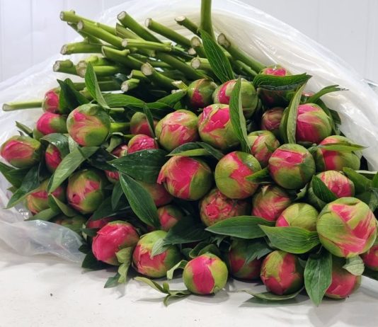 SAG Los Lagos certifica exportación de 23 mil varas de peonías a China SAG Los Lagos certifica exportación de 23 mil varas de peonías a China, exportación varas de peonías