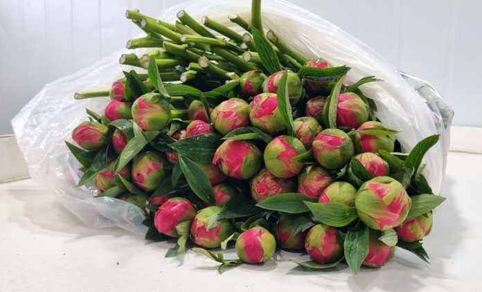 exportación varas de peonías SAG Los Lagos certifica exportación de 23 mil varas de peonías a China, exportación varas de peonías