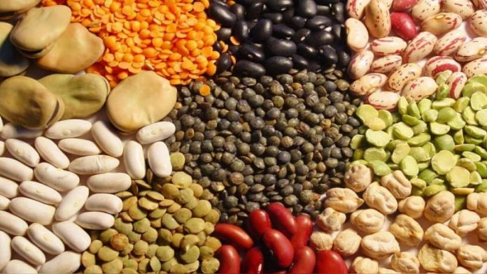 Perú | Exportaciones de semilla crecen 18% en valor