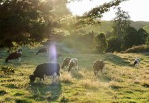 ley de deforestación