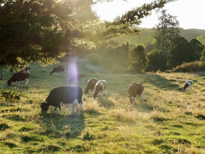 ley de deforestación